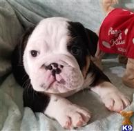 english bulldog puppy posted by Kris English Bulldogs